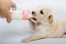 SVQ Animal Care SCQF level 5 SVQ Animal Care SCQF level 5