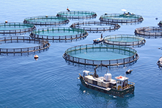 SVQ Aquaculture SCQF level 7