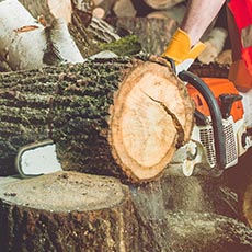 Chainsaw Felling Large Trees Award SCQF level 6