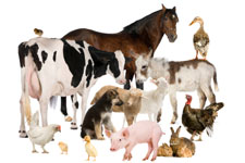 SVQ Agriculture Livestock SCQF level 6
